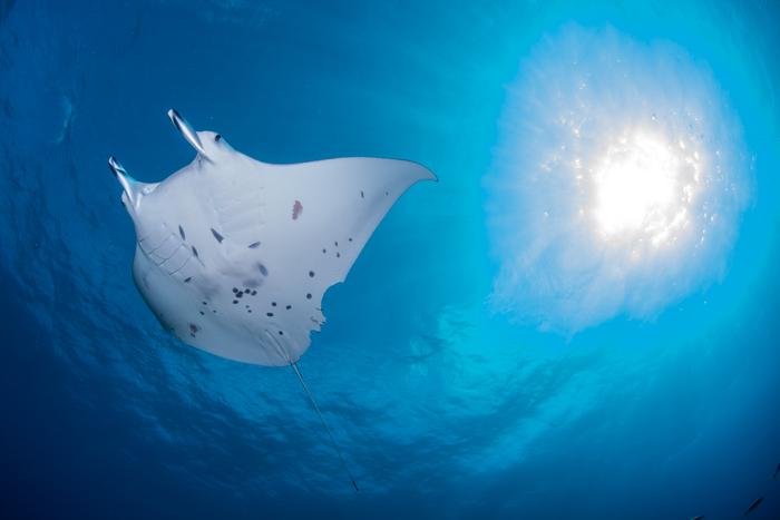 Manta ray