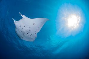 Manta ray