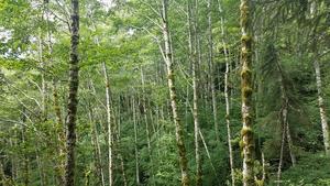 Red alder in Oregon
