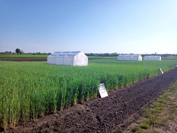 ‘Eternal Rye Cultivation’