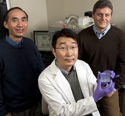 Leslie Tung, Deok-Ho Kim and Andre Levchenko, Johns Hopkins University