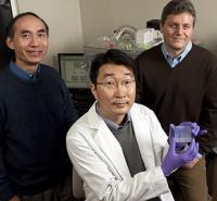 Leslie Tung, Deok-Ho Kim and Andre Levchenko, Johns Hopkins University