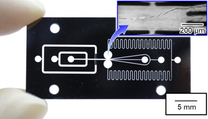 The Developed Microfluidic Chip Which Enables High-Speed Sorting of Large Cell