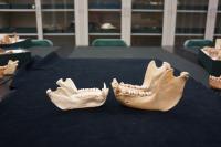 Monkey and Ape Mandibles