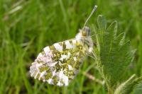 <i>Anthocharis cardamines</i>