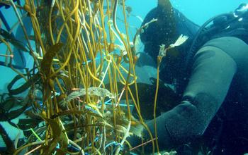 Giant Kelp Biomass