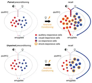Changes in the amygdala when learning inferred emotions