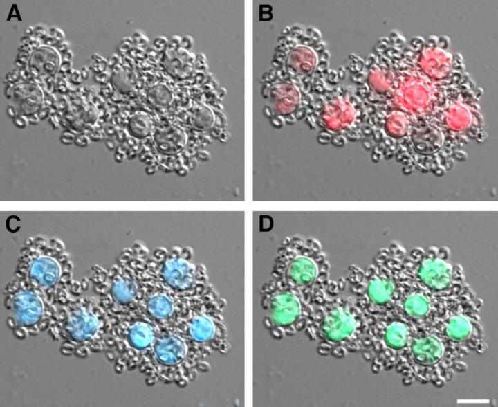 <i>Emiliania huxleyi</i> Cells Infected with <i>Phaeobacter inhibens</i>