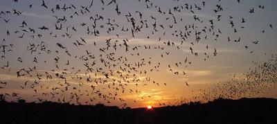 What It's Like to Be a Bat (1 of 2)