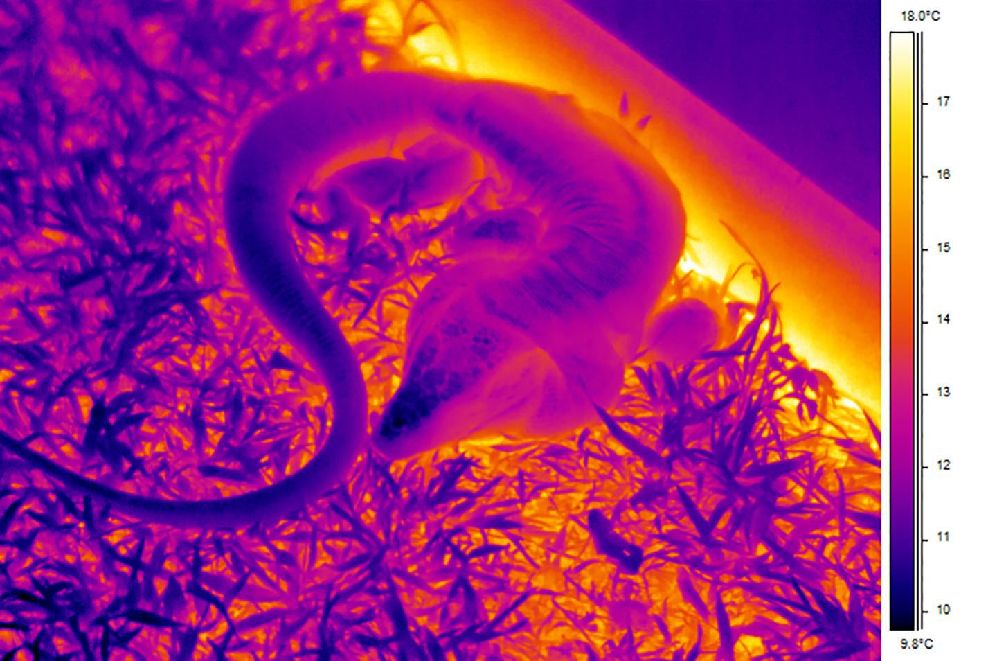 Tegu Lizards Get Body Heat Boost During Mating Season (4 of 5)