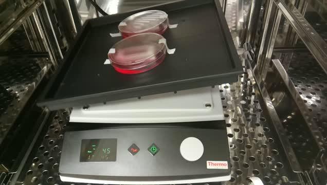 Cardiac Muscle Patches were Rocked at 45 rpm During Culture to Improve Cardiomyocyte Maturation