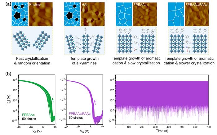 Precise Regulation of Tin-Based Perovskite Growth and High-Performance Transistors