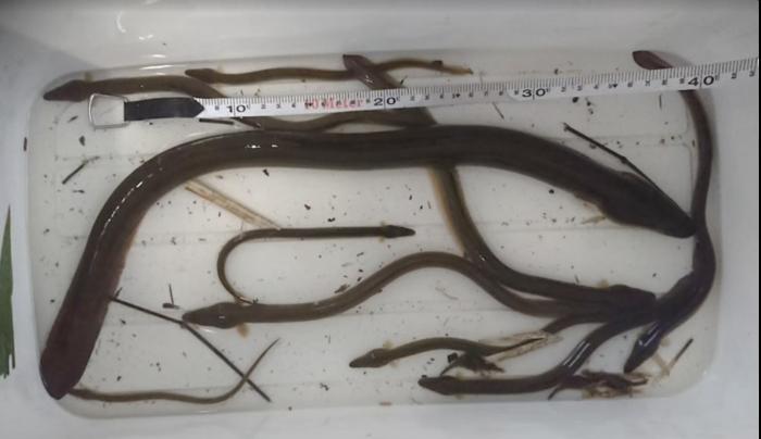 Japanese eels