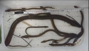 Japanese eels