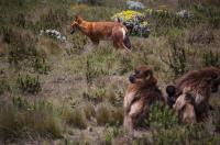 Ethiopian Wolf among Gelada Monkeys (2 of 2)