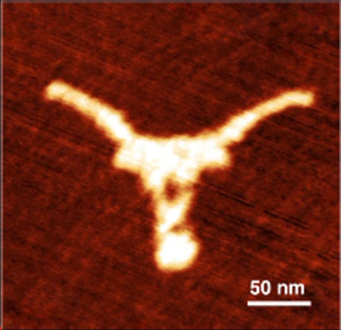 Tiny longhorn