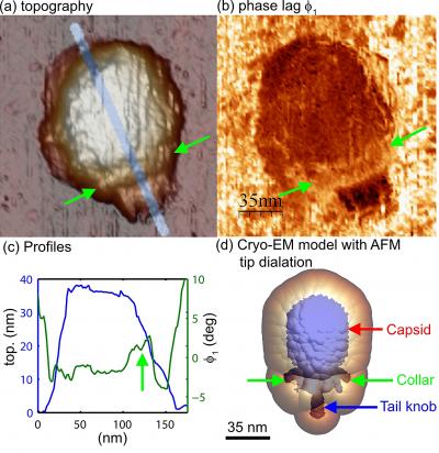 Atomic Force Microscope Image of Virus