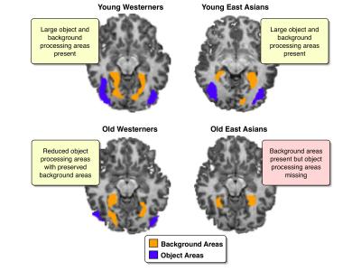 Culture Sculpts Neural Response to Visual Stimuli