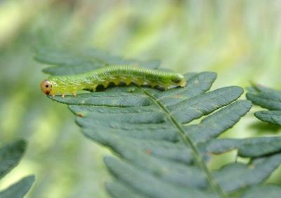 Larva of the Sawfly <i>Strongylogaster multifasciata</i>