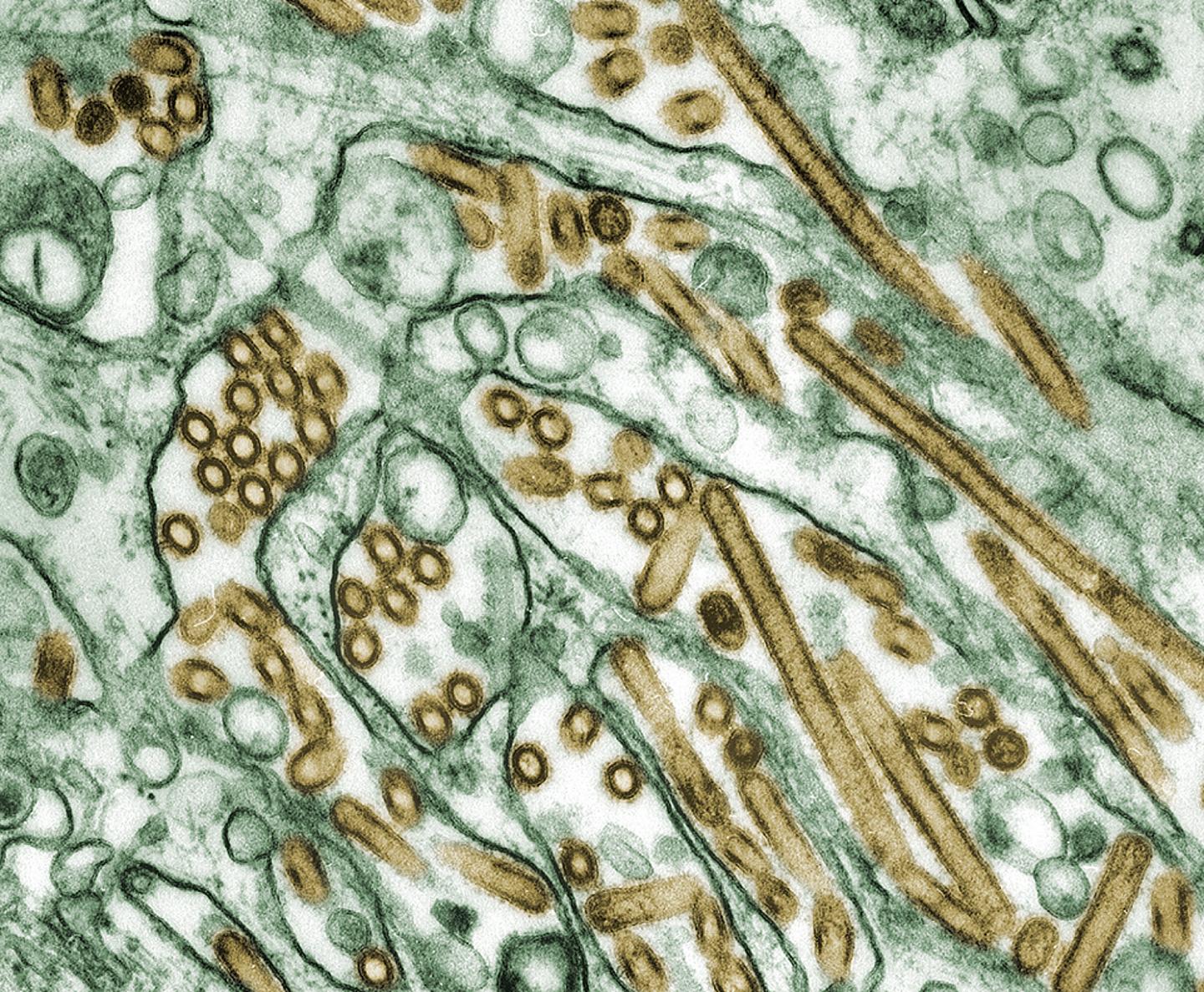 Avian Influenza A H5N1 Viruses