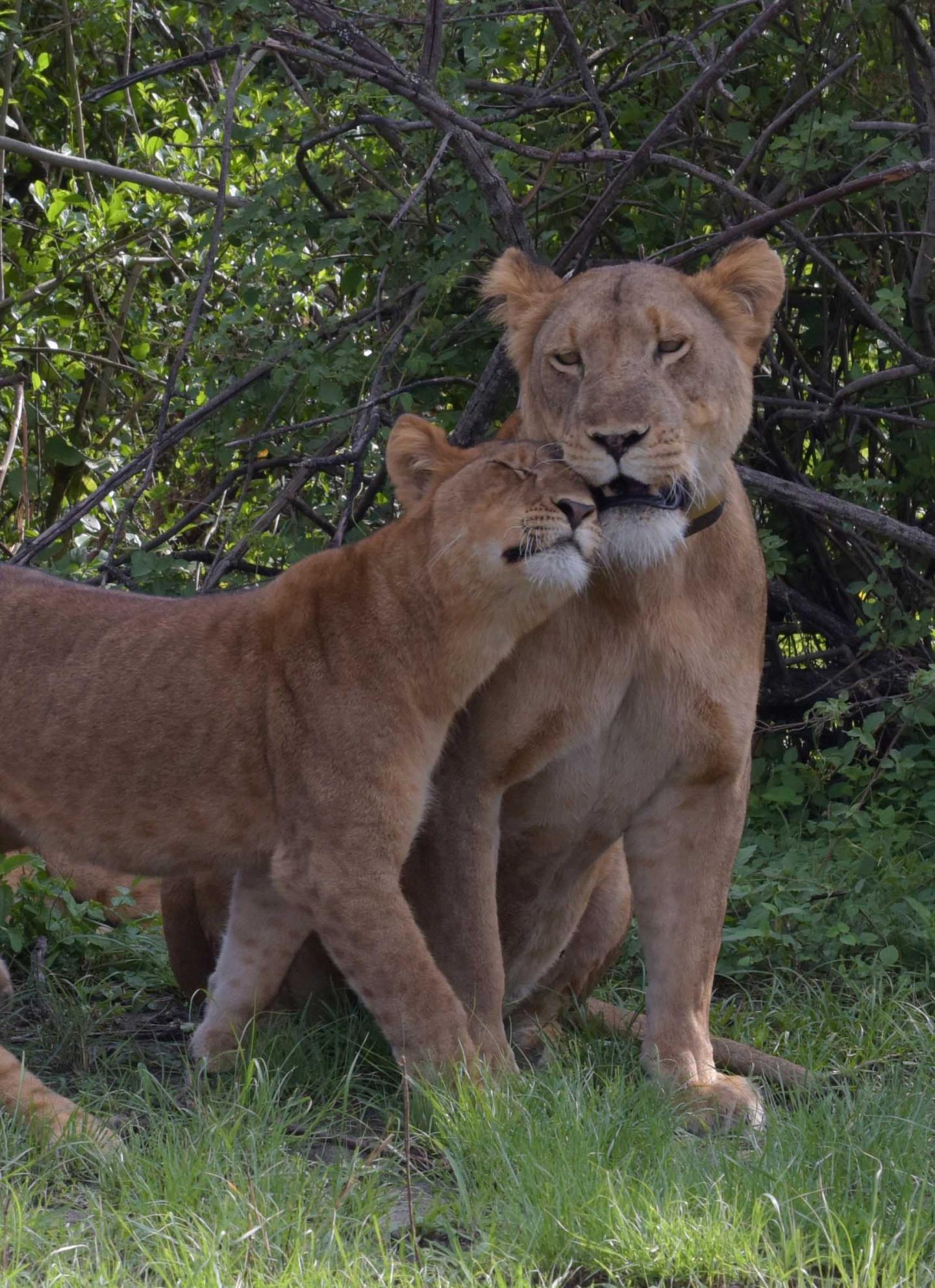 Lion and Cub