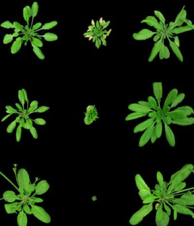 Thale Cress Plants