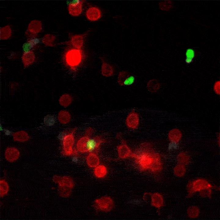 Cell Contact