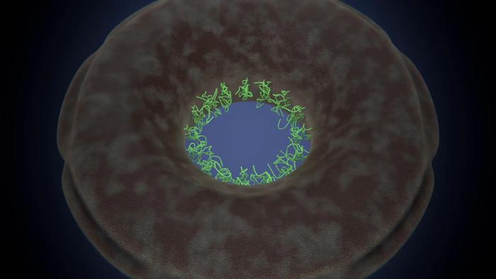 In situ model of the nuclear pore complex transport barrier