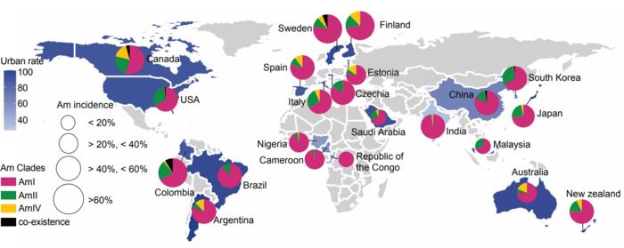 Distribution of A. muciniphila clades