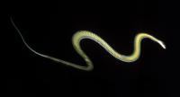 Flying Snake (2 of 2)