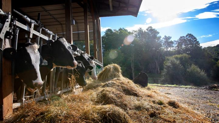 Cornell Model Helps Dairy Farms Reduce Nitrogen, Save Money