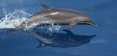 Northeastern Offshore Spotted Dolphin