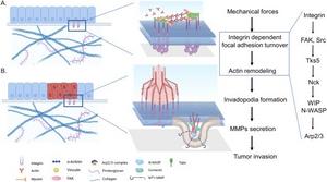 Molecular mechanisms of integrin-mediated actin remodeling in tumor invasion.