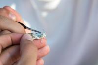 Reseachers Painting a Grasshopper