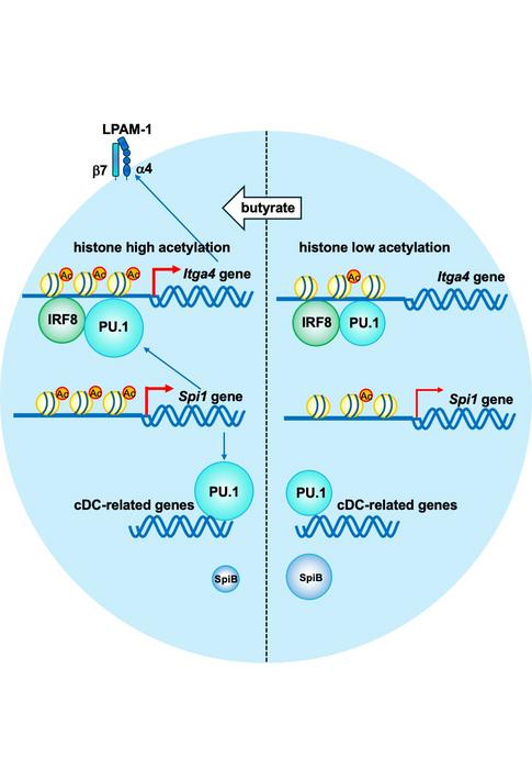 Butyrate Enhances Dendritic Cell Development Through Epigenetic Regulation