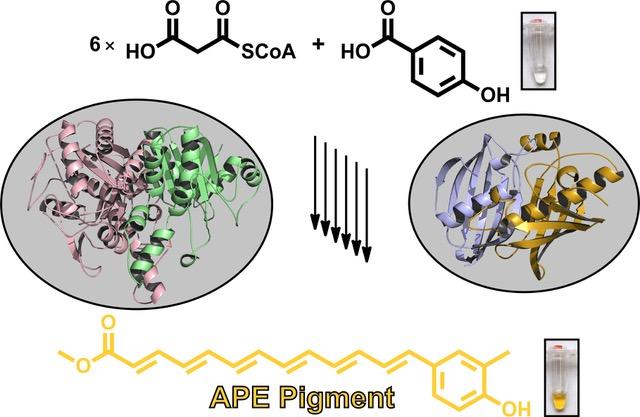 Biosynthesis of the Yellow Aryl Polyene