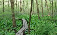 Wood Bridge Path in a Forest