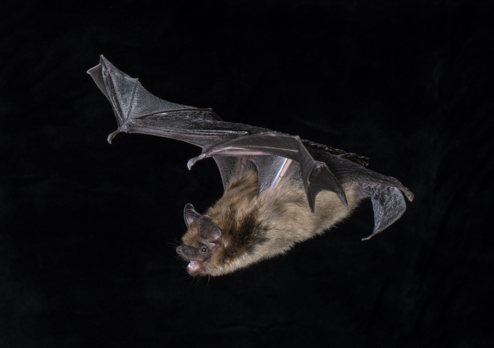 Big brown bat 3