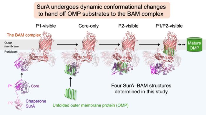 Proposed model for substrate handoff from SurA to the BAM complex