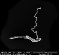 Whipworm