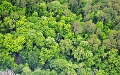 Aerial Photo of Top-Of-Tree-Canopy View of the SAS Instrument Tower in the Alabama Forest