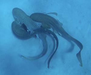 Three leopard sharks in rare mating sequence
