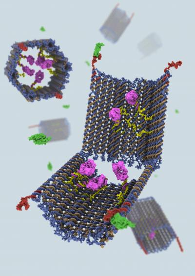 DNA Nano-Robot Delivers the Goods