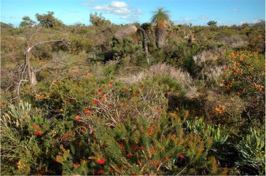 How Soil Bacteria and Fungi Drive Plant Diversity (3 of 12)