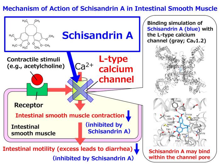 Schisandrin A inhibits intestinal smooth muscle contraction