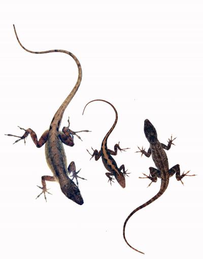 Lizard Moms Select Offsprings' Sex, Based on Mate (2 of 2)