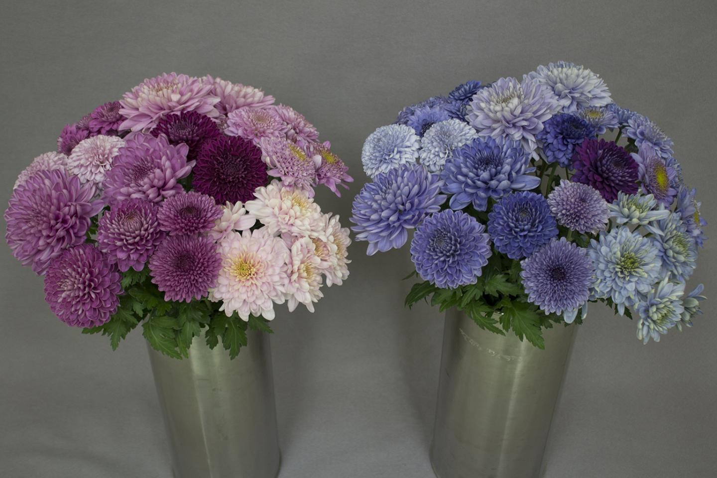 Genetic Engineering Turns Chrysanthemums 'True Blue' (2 of 11)