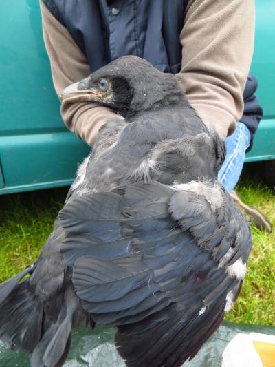 A Tale of Two Crow Genomes (5 of 15)