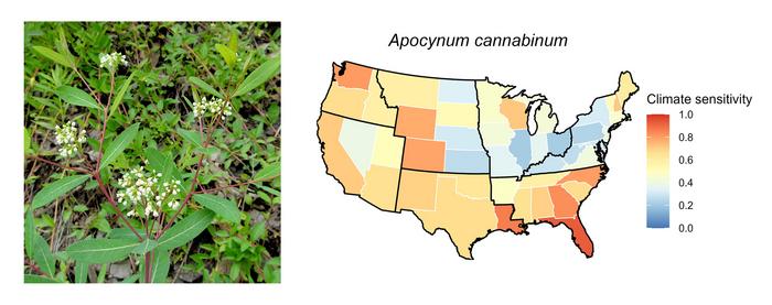 Apocynum cannabinum