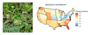 Apocynum cannabinum